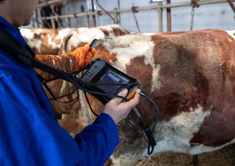 Handheld Veterinary Ultrasound - Products-Veterinary medical equipment