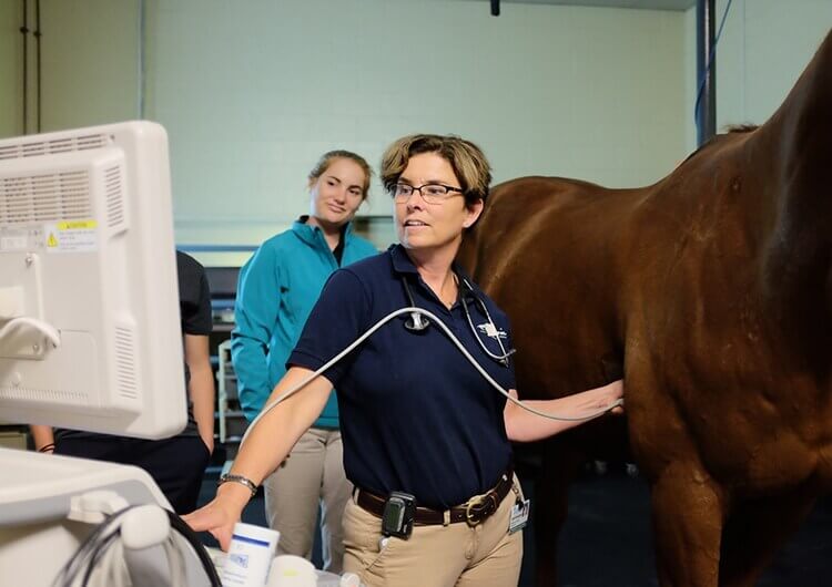 Large Animal Ultrasound - Veterinary Ultrasound