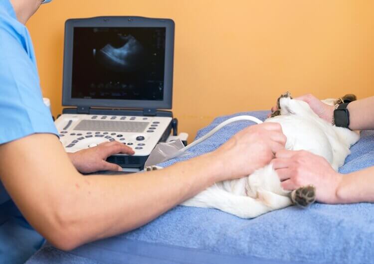 Portable Veterinary Ultrasound 1 - Products-Veterinary medical equipment