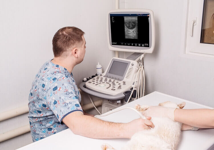 Trolley Veterinary Ultrasound 1 - Home