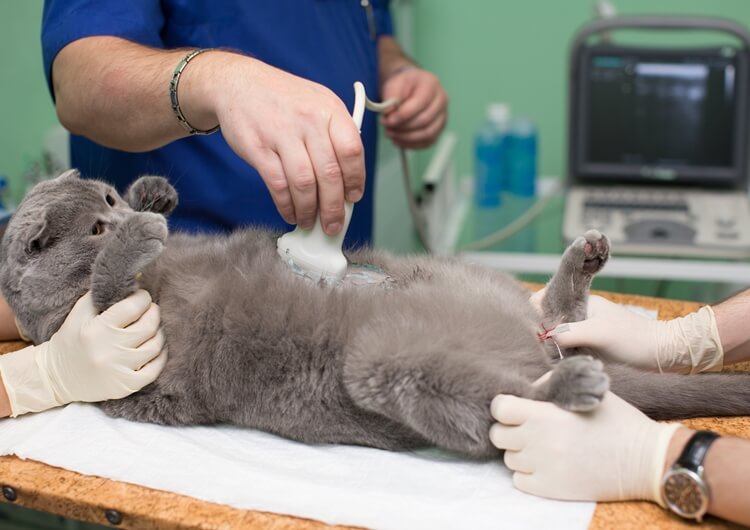 cat ultrasound - Small Animal Ultrasound