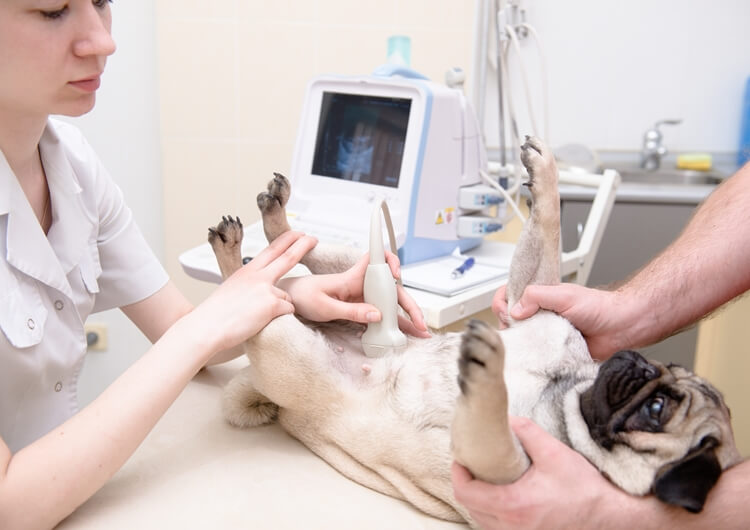dog ultrasound - Small Animal Ultrasound
