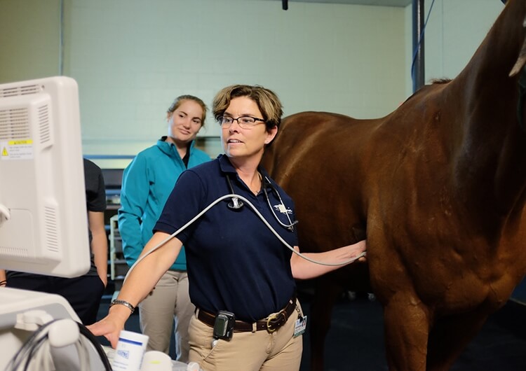 horse ultrasound - Large Animal Ultrasound