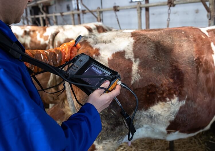 livestock ultrasound - Large Animal Ultrasound