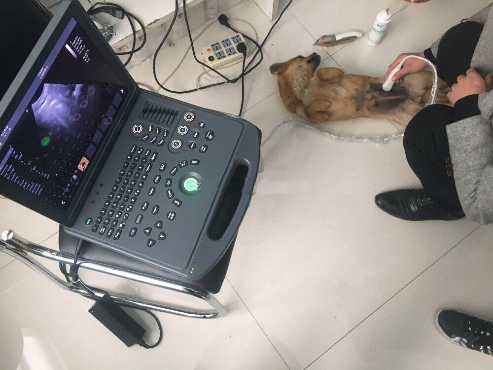 portable color doppler portable animal ultrasound machine PM V3P 14 - Pet Ultrasound