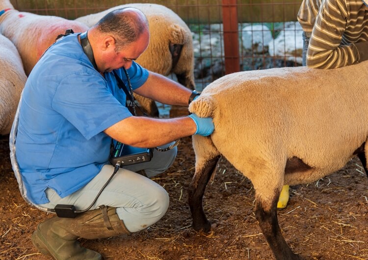sheep ultrasound - Large Animal Ultrasound