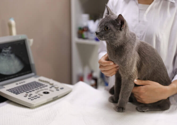 small animal ultrasound - Veterinary Ultrasound