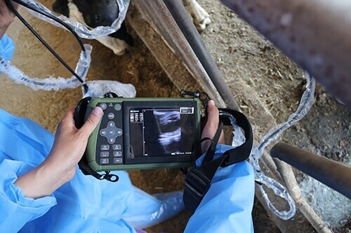 small portable veterinary mobile ultrasound for dogs PM V1S 4 1 - Goat Ultrasound