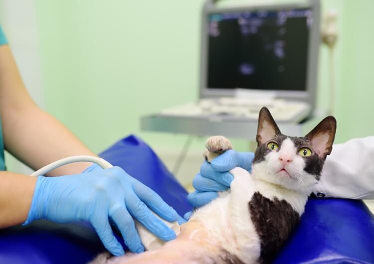 Cat Ultrasound 1 - Cat Ultrasound
