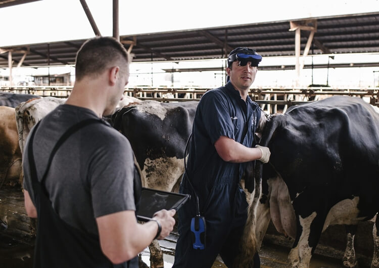 Cattle Ultrasound machine