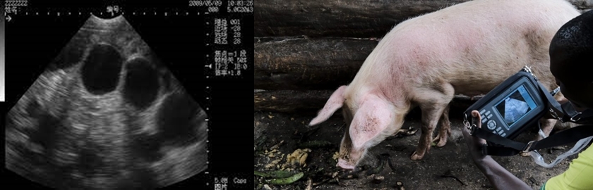 Diagnosis of reproductive failure of sows - Pig Ultrasound