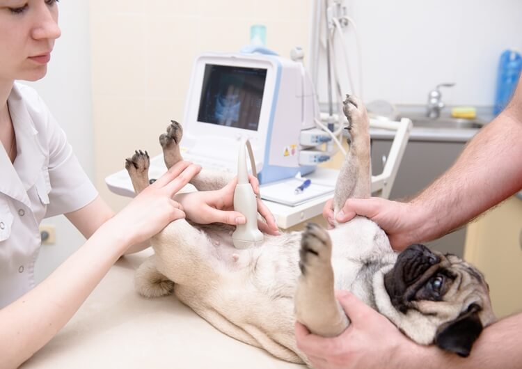 Dog Ultrasound - Dog Ultrasound