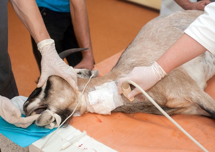 Goat Ultrasound machine