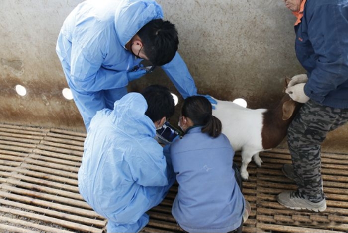 Goat Ultrasound For Pregnancy 2 - Goat Ultrasound