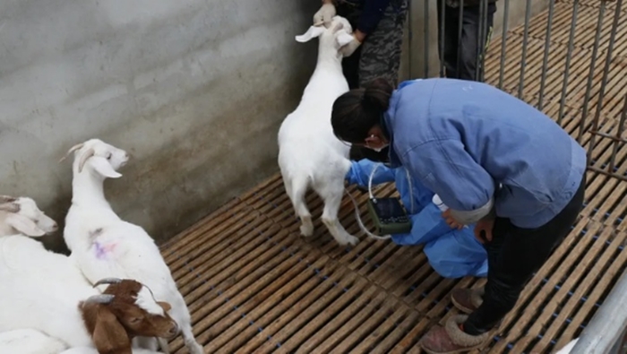 Goat Ultrasound For Pregnancy 3 - Goat Ultrasound