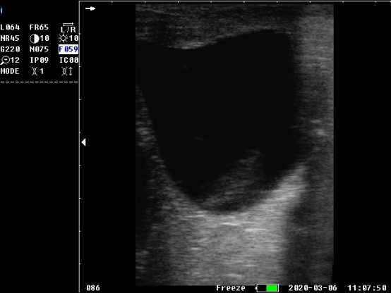 Goat Ultrasound image