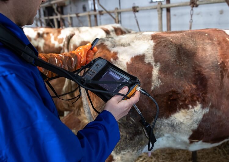 Handheld Veterinary Ultrasound 1 - Handheld Veterinary Ultrasound