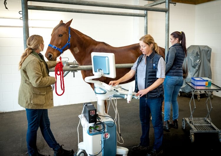 Horse Ultrasound machine - Horse Ultrasound