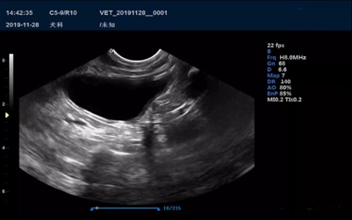 How To Check the Pet Bladder Clot Through the Pet Ultrasound 1 - Pet Ultrasound