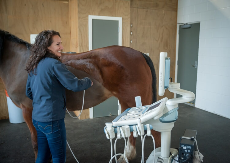 Large Animal Ultrasound Machine - Large Animal Ultrasound