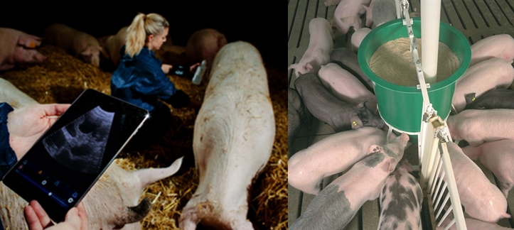 Monitoring the physical condition of sows - Pig Ultrasound
