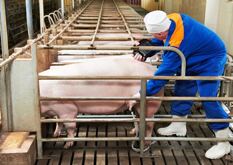 Pig Ultrasound Machine