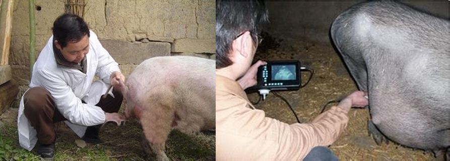 Pig transabdominal ultrasound VS Pig transrectal ultrasound - Pig Ultrasound