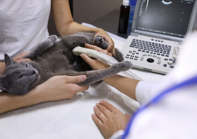 Portable Veterinary Ultrasound 112