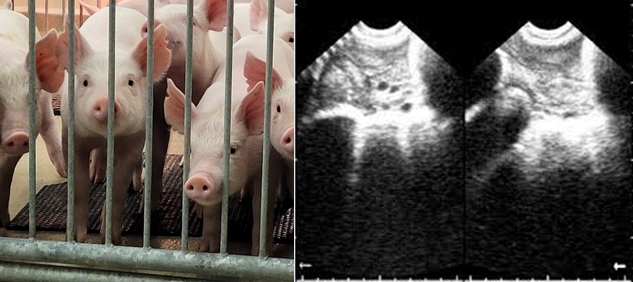 pig ultrasound Check the ovaries - Pig Ultrasound