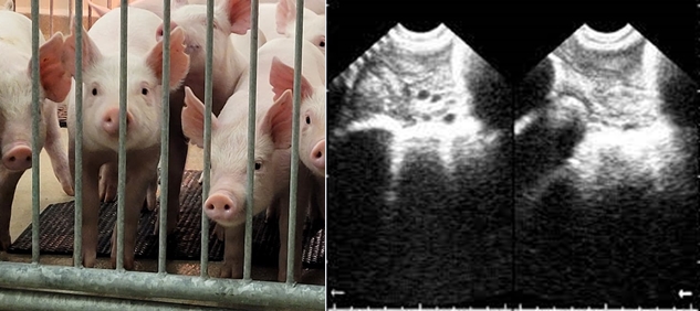 pig ultrasound Check the ovaries