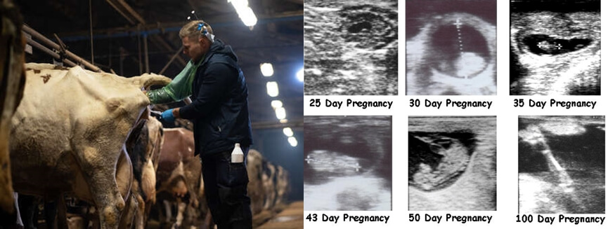 ultrasound cattle or cows for pregnancy - Cattle Ultrasound