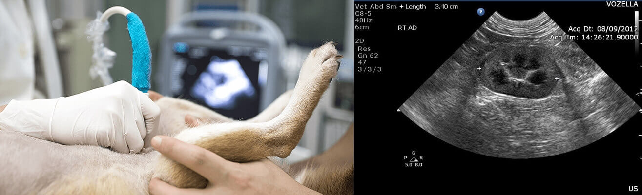 2D Ultrasound for Animals - Veterinary Ultrasound