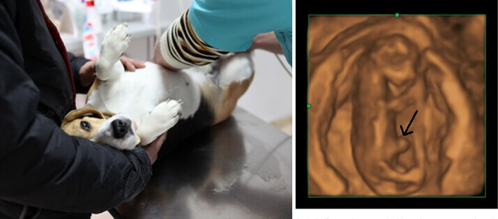 3D Ultrasound for Animals - Veterinary Ultrasound