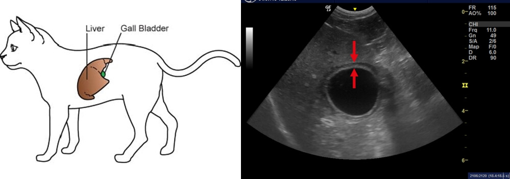 Cat Gallbladder Ultrasound - Cat Ultrasound