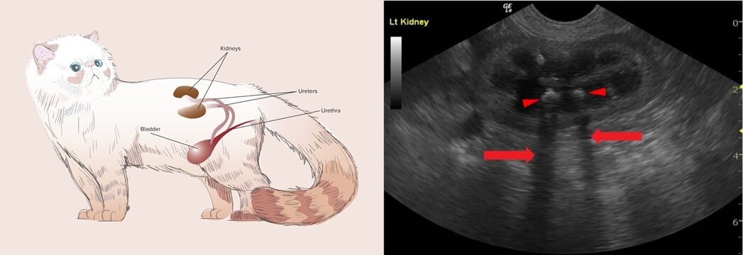 Cat Kidney Ultrasound - Cat Ultrasound