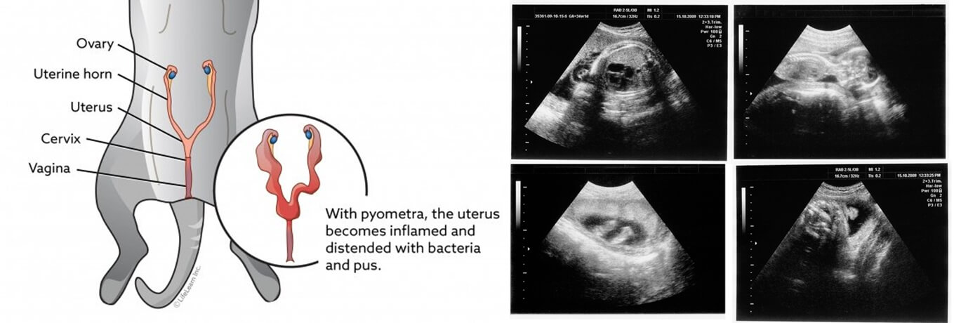 Cat Ovary Ultrasound - Cat Ultrasound