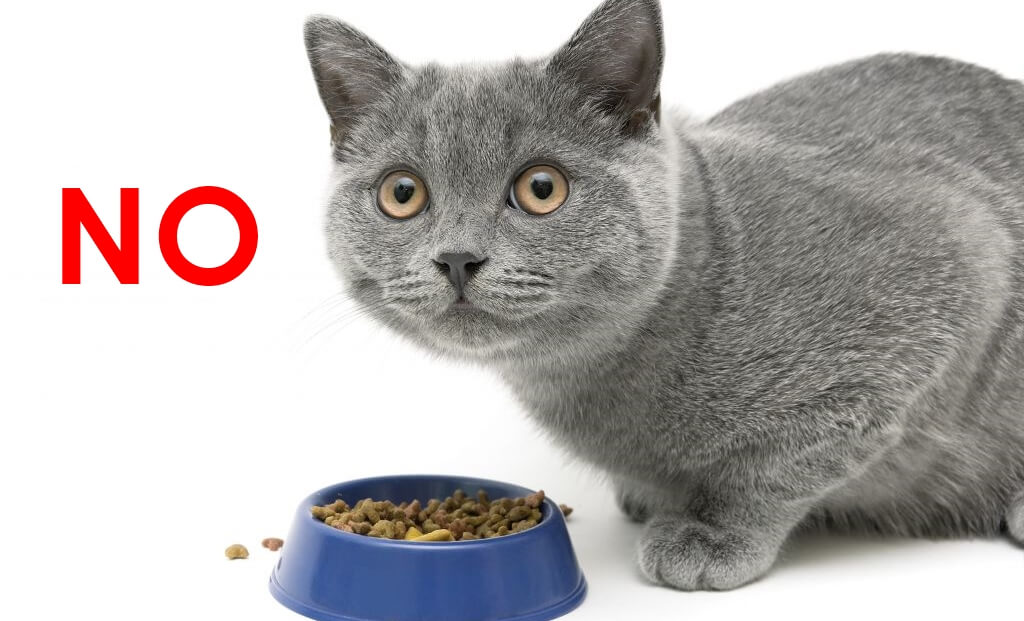 Cat Ultrasound Fasting - Cat Ultrasound