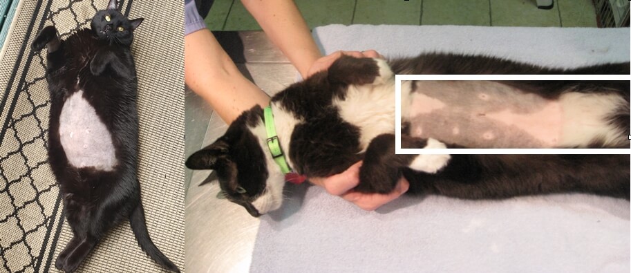 Cat Ultrasound Shave - Cat Ultrasound