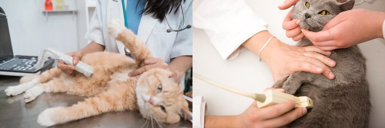 Cat Ultrasound - Veterinary Ultrasound