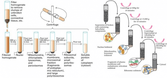 Centrifuge Time And Speed - Centrifuge