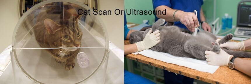 Difference Between Cat Scan And X Ray - Cat Ultrasound