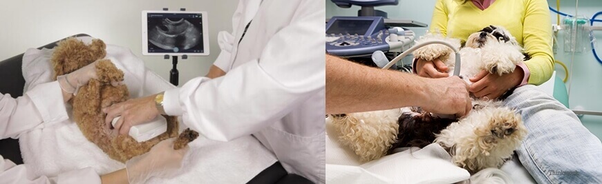 Dog Ultrasound - Veterinary Ultrasound