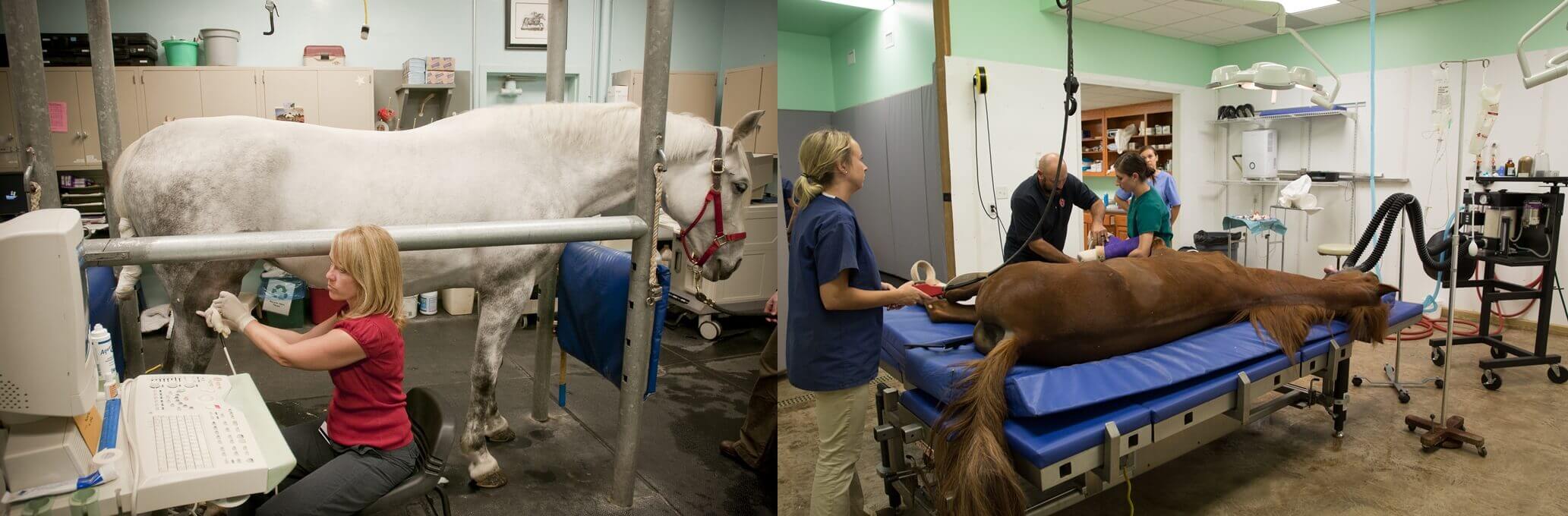 Horse Ultrasound - Veterinary Ultrasound