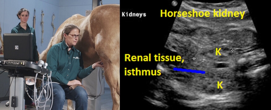 Horse kidney ultrasound - Horse Ultrasound