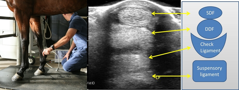 Horse leg ultrasound - Horse Ultrasound