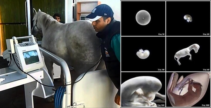 Horse pregnancy ultrasound - Horse Ultrasound