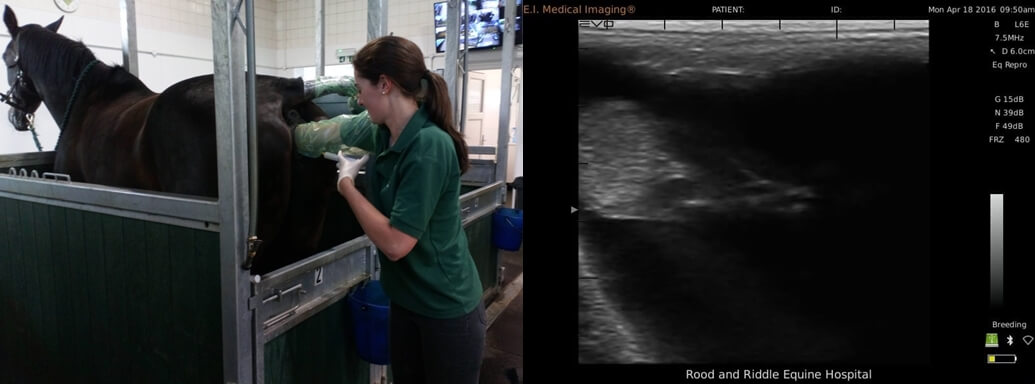 Horse reproductive ultrasound - Horse Ultrasound