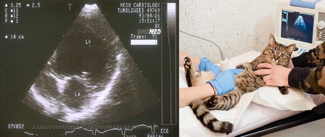 How To Do An Ultrasound On A Cat - Cat Ultrasound