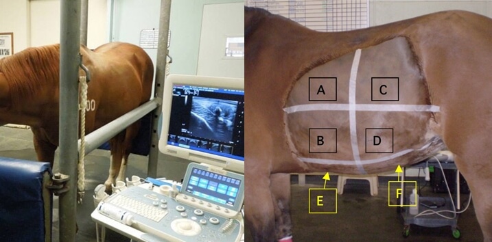 How is an ultrasound done on a horse - Horse Ultrasound