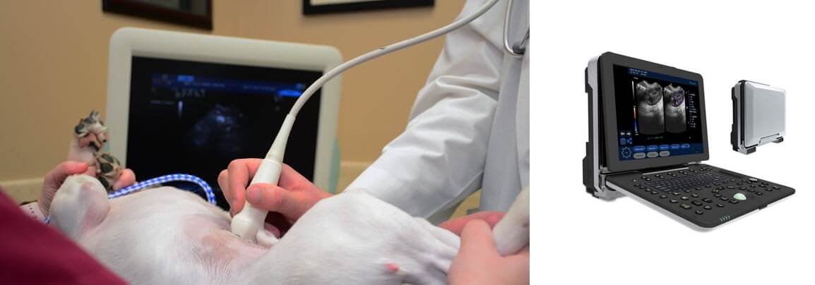 How is kidney failure in puppies treated - Puppy Ultrasound